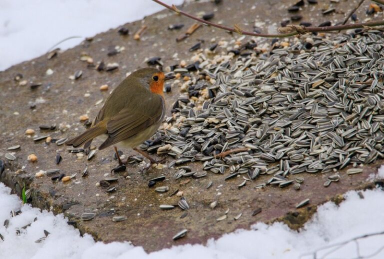 Little bird standing on seeds