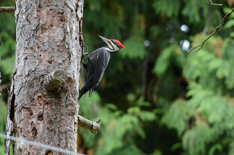 Pileated Woodpecker with striking crest walking up side of dead tree