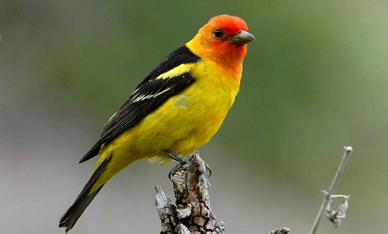 Bright yellow Western Tanager with orange head perching on branch top. Birds with distinctive colors are easier to identify.