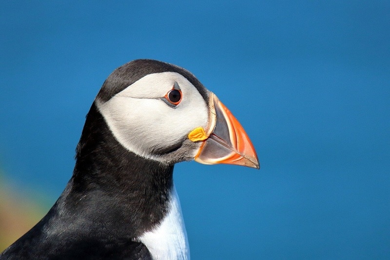 Colorful temporary scales on bill of the Puffin used for mating