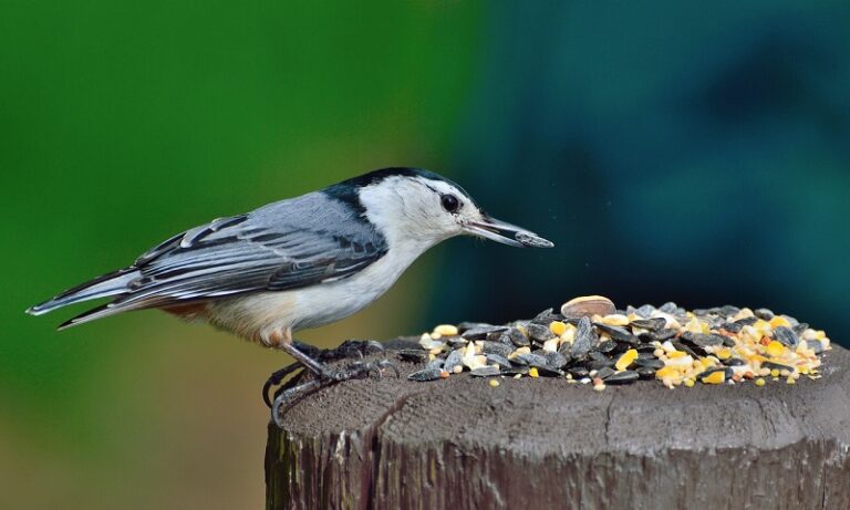 White Breasted Nuthatch standing on tree stump that is covered with seeds