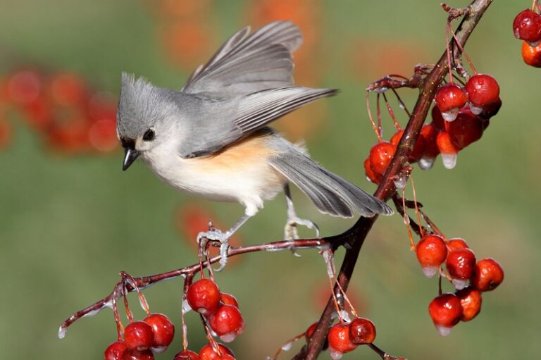 Tufted Titmouse standing on a wild cherry branch