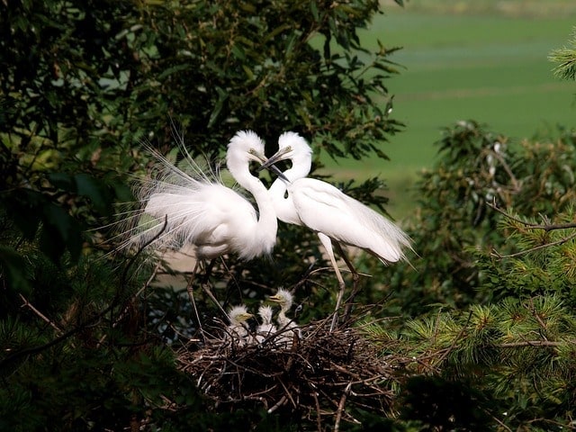 Egret birds with babies in nest in birding hotspot