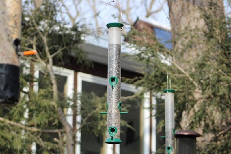 Several bird feeders in a city yard
