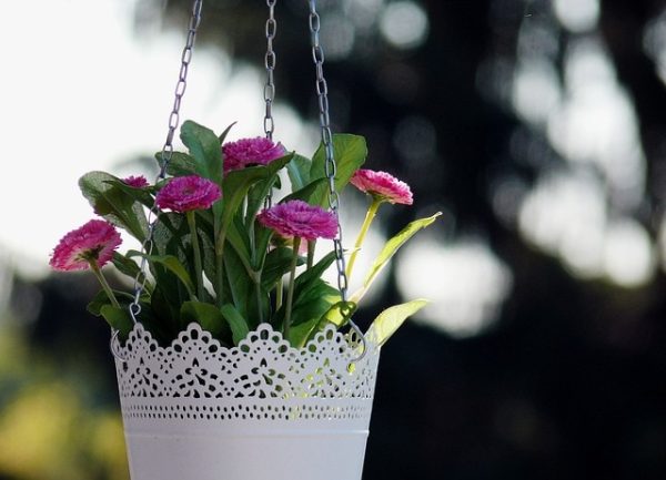 Hanging plant with purple flowers