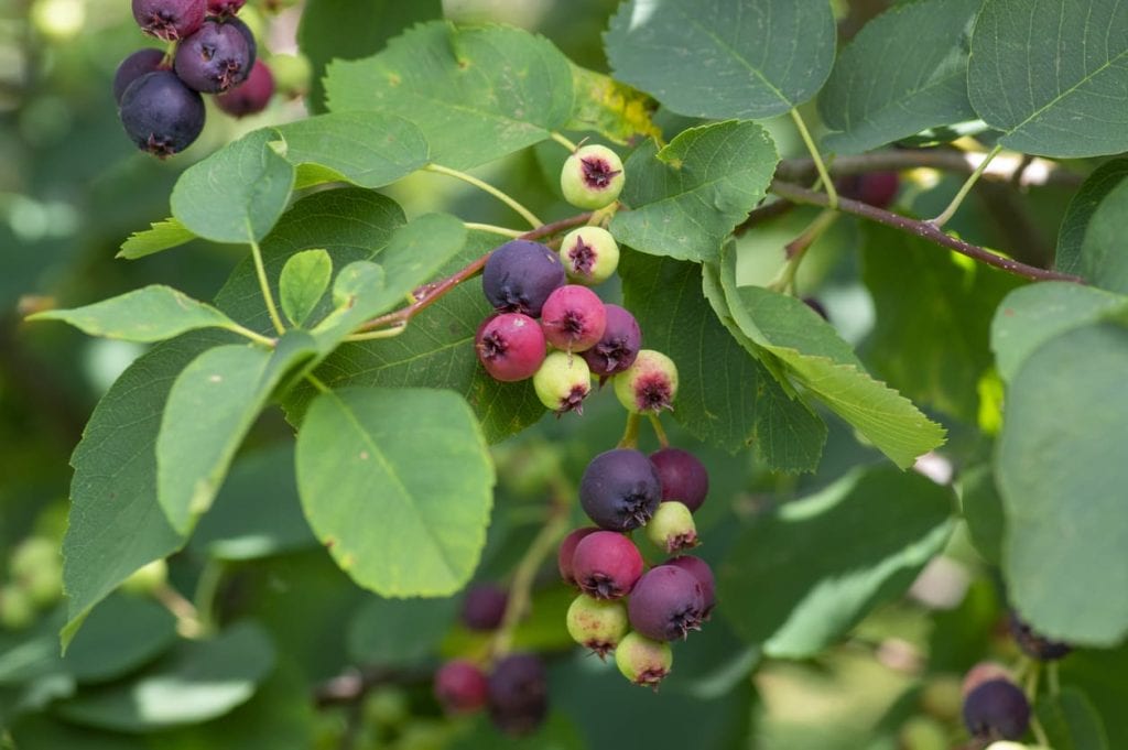 Close up of serviceberry bush berries