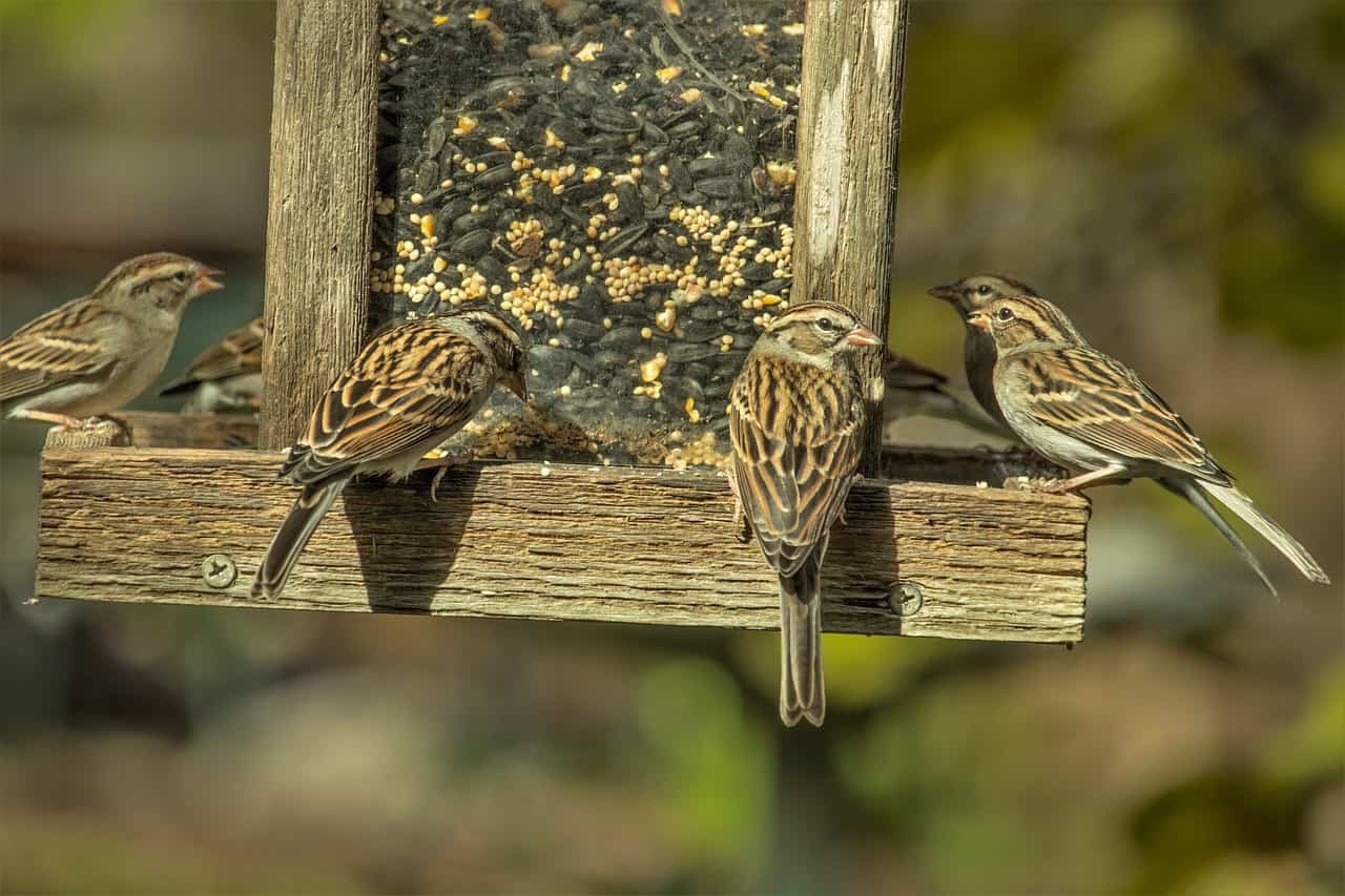 Sparrows feeding at bird feeder. Observing birds at a feeder is a great way to study them so you can learn how to spot them.