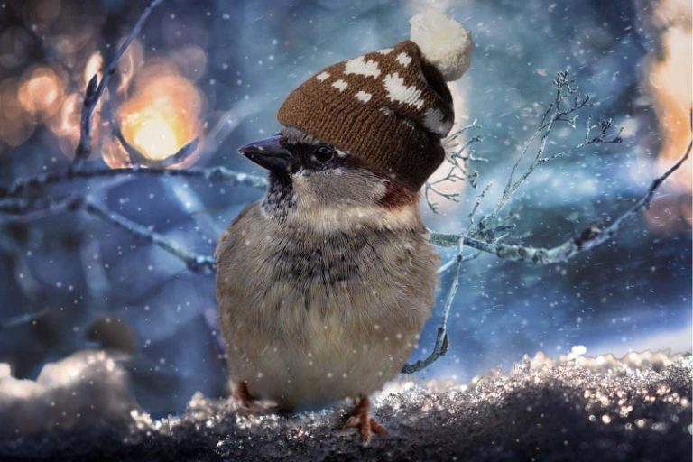 Adorable little bird standing on tree branch in winter. Bird is wearing a little knit hat.