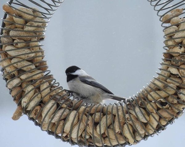 Bird on a peanut feeder that is shaped like Christmas wreath